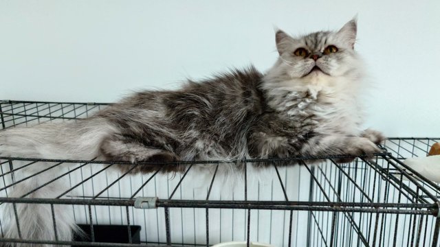 Peggy - Persian Cat