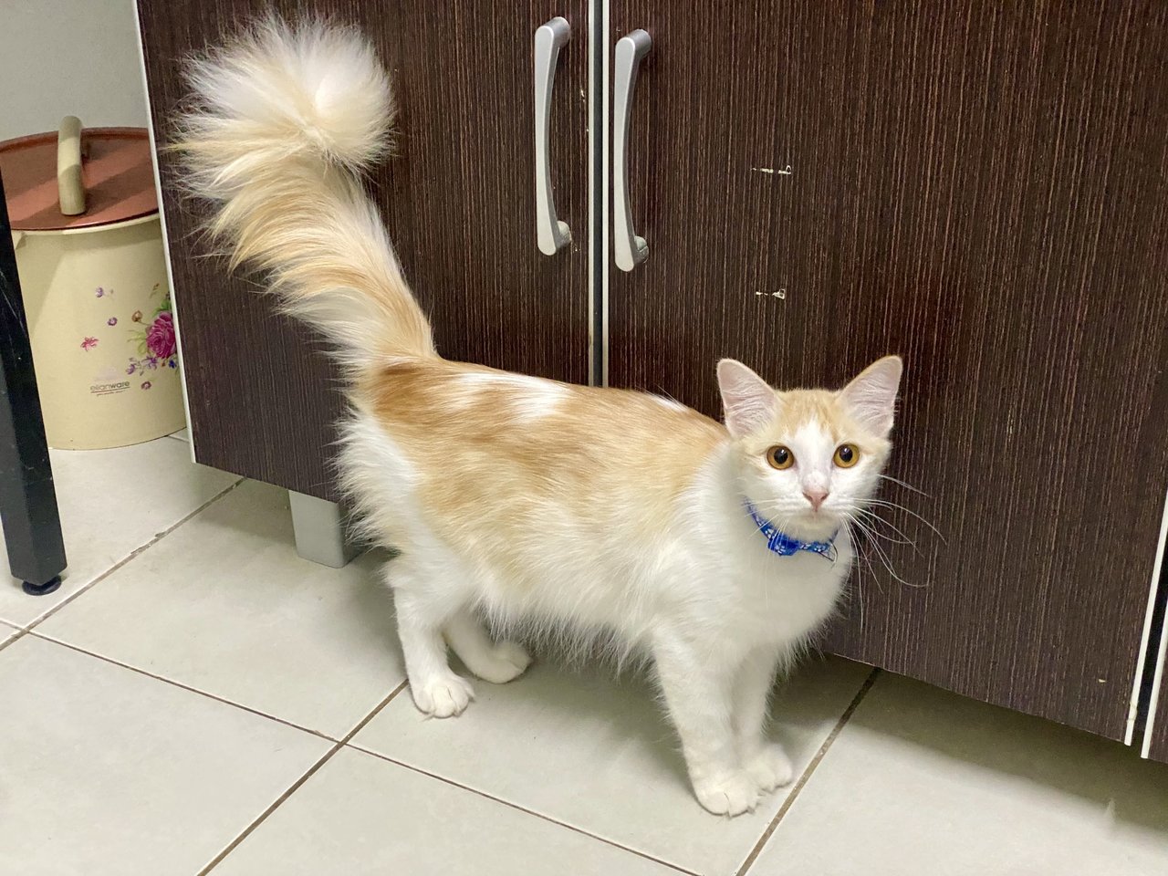 Potato - Domestic Long Hair Cat