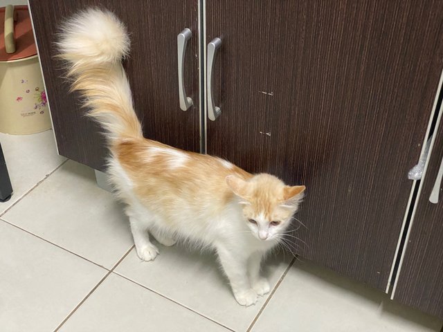 Potato - Domestic Long Hair Cat