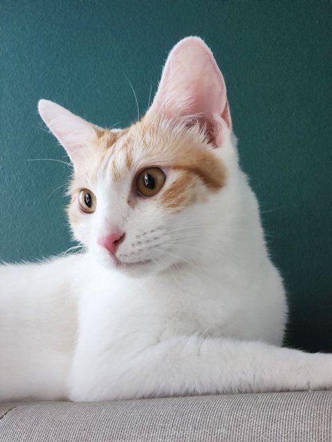 Sorbet - Domestic Short Hair Cat