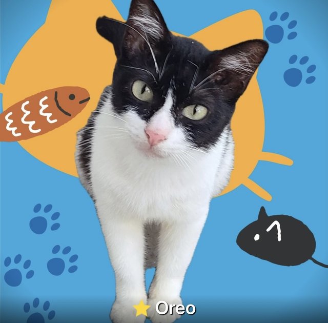 Chacha Oreo - Domestic Short Hair Cat