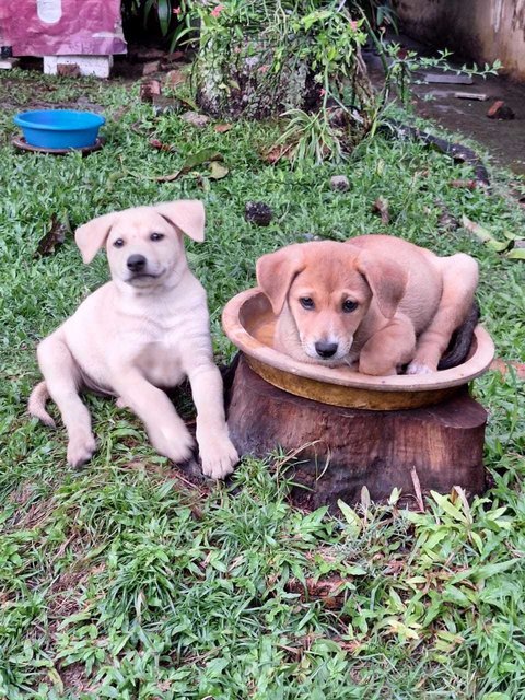 Coby And Dolly - Mixed Breed Dog