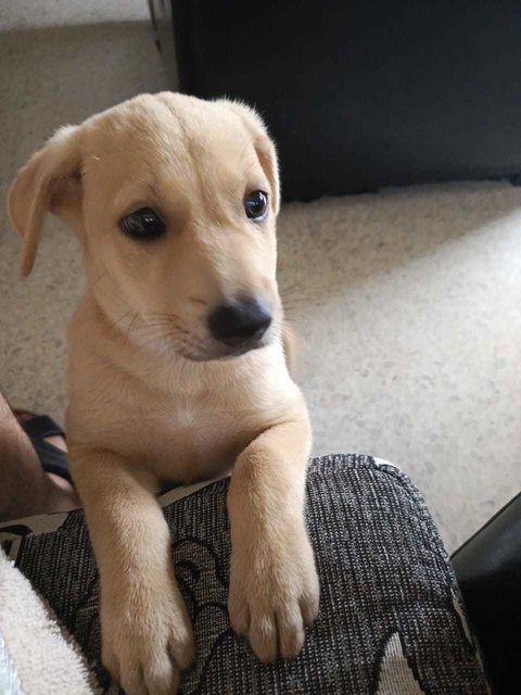 Coby And Dolly - Mixed Breed Dog