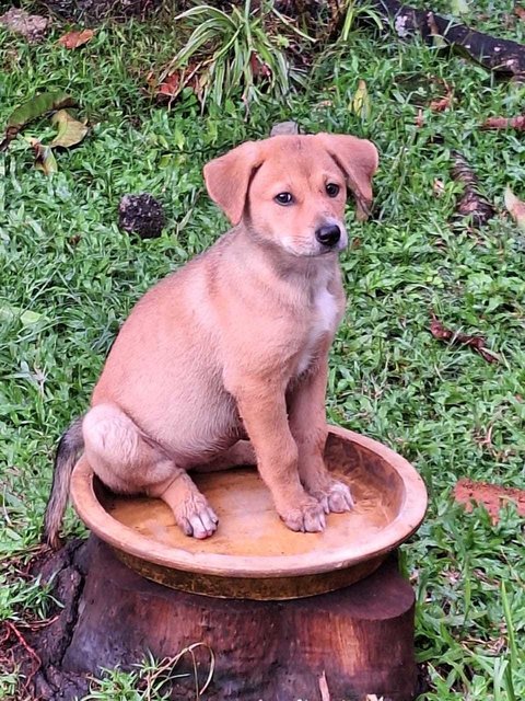 Coby And Dolly - Mixed Breed Dog