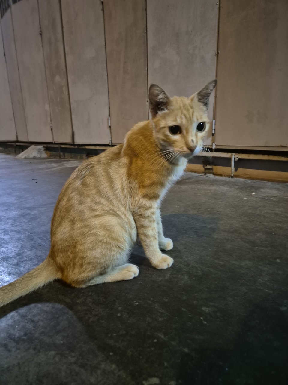 Adorable Kittens And Their Mother For Ad - Domestic Short Hair Cat