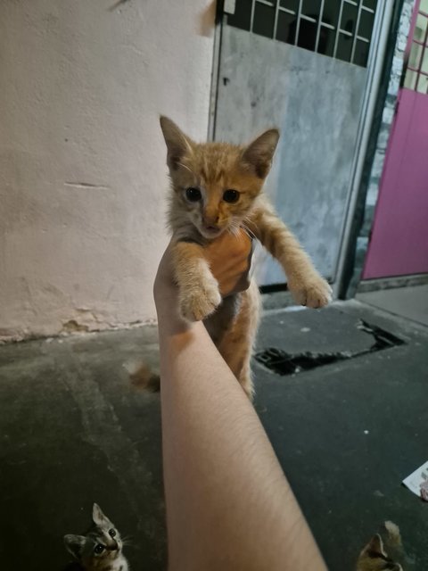 Adorable Kittens And Their Mother For Ad - Domestic Short Hair Cat