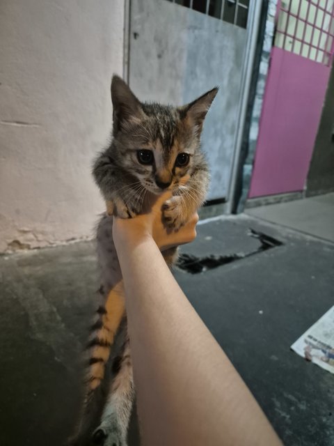 Adorable Kittens And Their Mother For Ad - Domestic Short Hair Cat