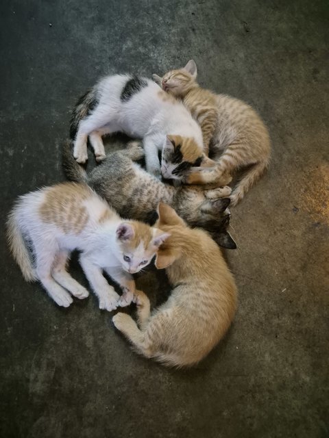 Adorable Kittens And Their Mother For Ad - Domestic Short Hair Cat