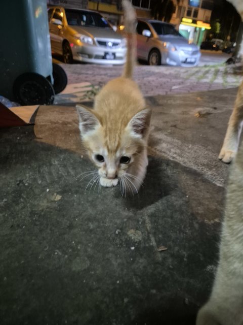 Adorable Kittens And Their Mother For Ad - Domestic Short Hair Cat