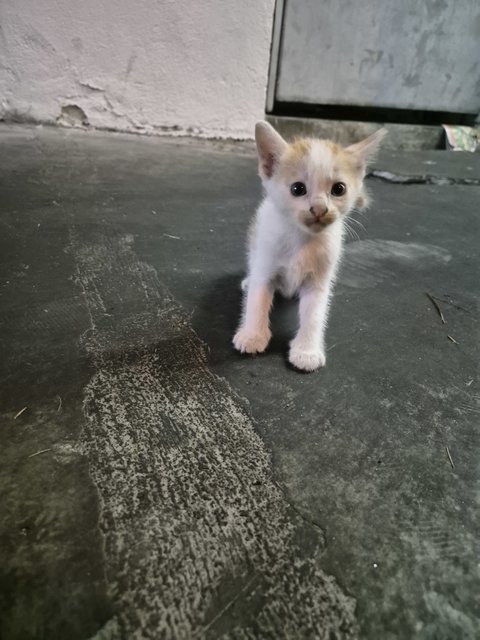 Adorable Kittens And Their Mother For Ad - Domestic Short Hair Cat