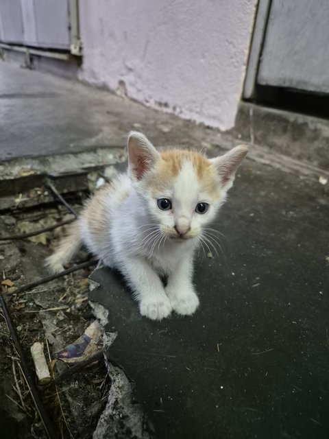 Adorable Kittens And Their Mother For Ad - Domestic Short Hair Cat