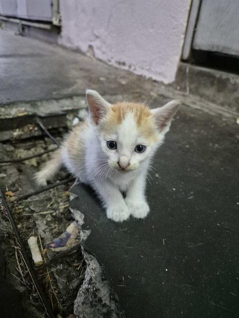 Adorable Kittens And Their Mother For Ad - Domestic Short Hair Cat