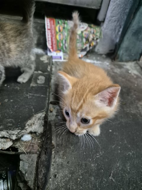 Adorable Kittens And Their Mother For Ad - Domestic Short Hair Cat