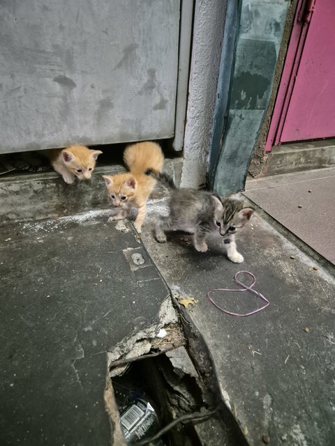 Adorable Kittens And Their Mother For Ad - Domestic Short Hair Cat