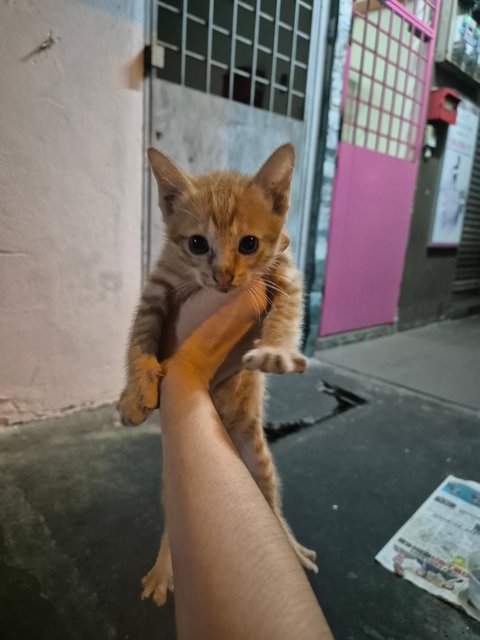 Adorable Kittens And Their Mother For Ad - Domestic Short Hair Cat