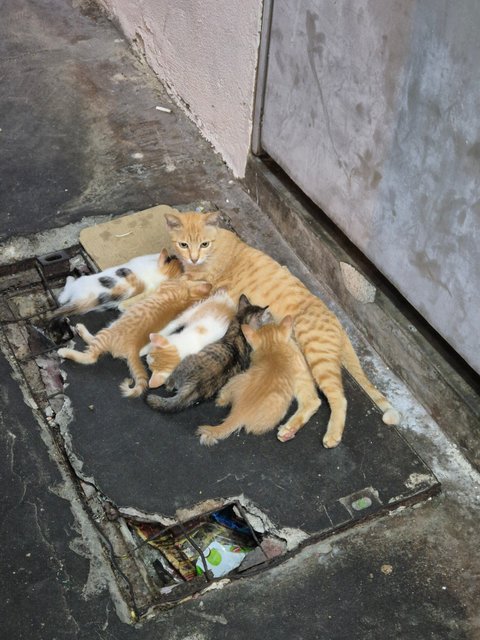 Adorable Kittens And Their Mother For Ad - Domestic Short Hair Cat