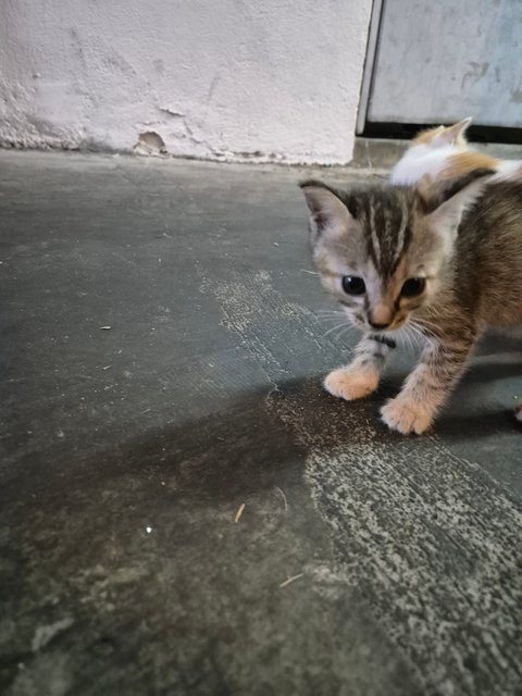 Adorable Kittens And Their Mother For Ad - Domestic Short Hair Cat