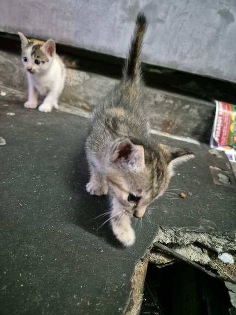 Adorable Kittens And Their Mother For Ad - Domestic Short Hair Cat