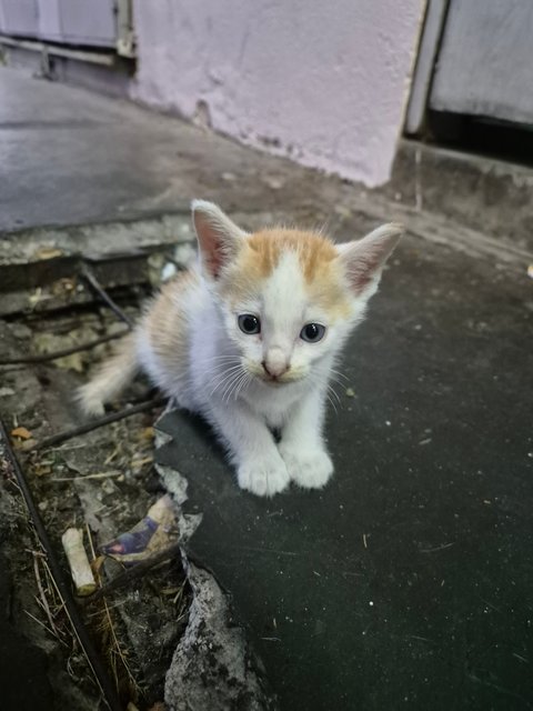 Adorable Kittens And Their Mother For Ad - Domestic Short Hair Cat