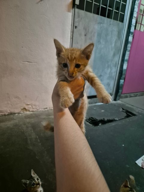 Adorable Kittens And Their Mother For Ad - Domestic Short Hair Cat