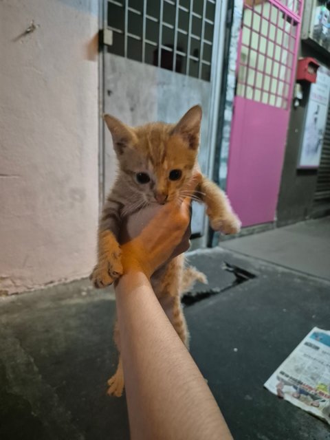 Adorable Kittens And Their Mother For Ad - Domestic Short Hair Cat