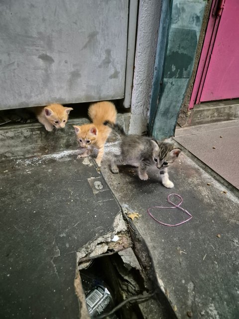 Adorable Kittens And Their Mother For Ad - Domestic Short Hair Cat