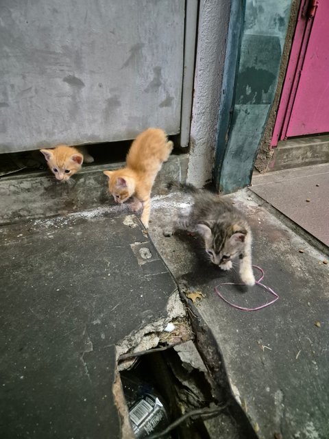 Adorable Kittens And Their Mother For Ad - Domestic Short Hair Cat