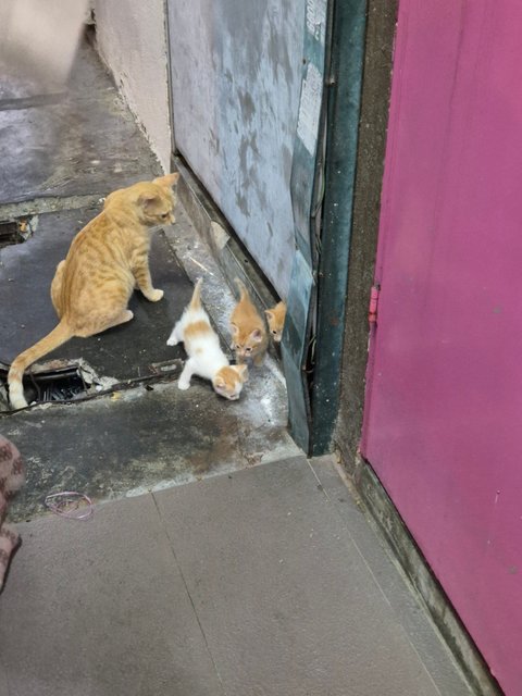 Adorable Kittens And Their Mother For Ad - Domestic Short Hair Cat