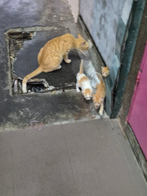 Adorable Kittens And Their Mother For Ad - Domestic Short Hair Cat