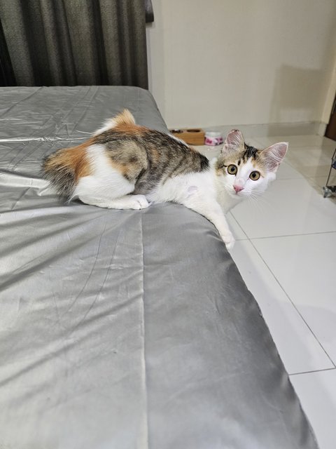 Suji (Fka Billie) - Domestic Short Hair Cat