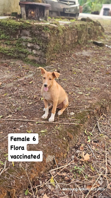 Flora - Mixed Breed Dog