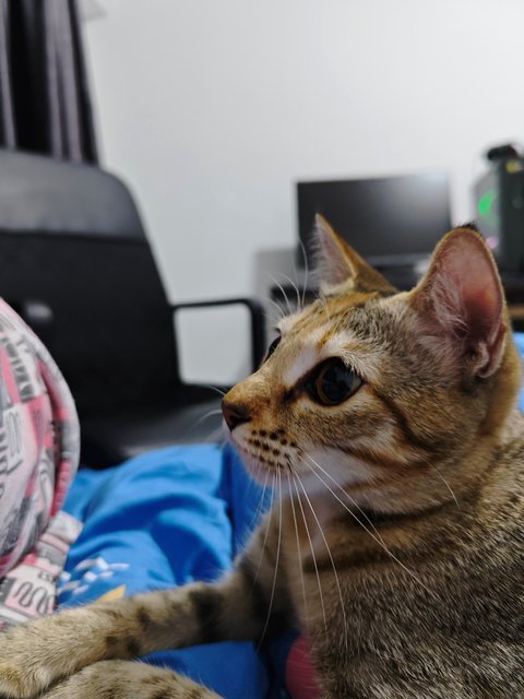 Nala - Domestic Short Hair + Tabby Cat