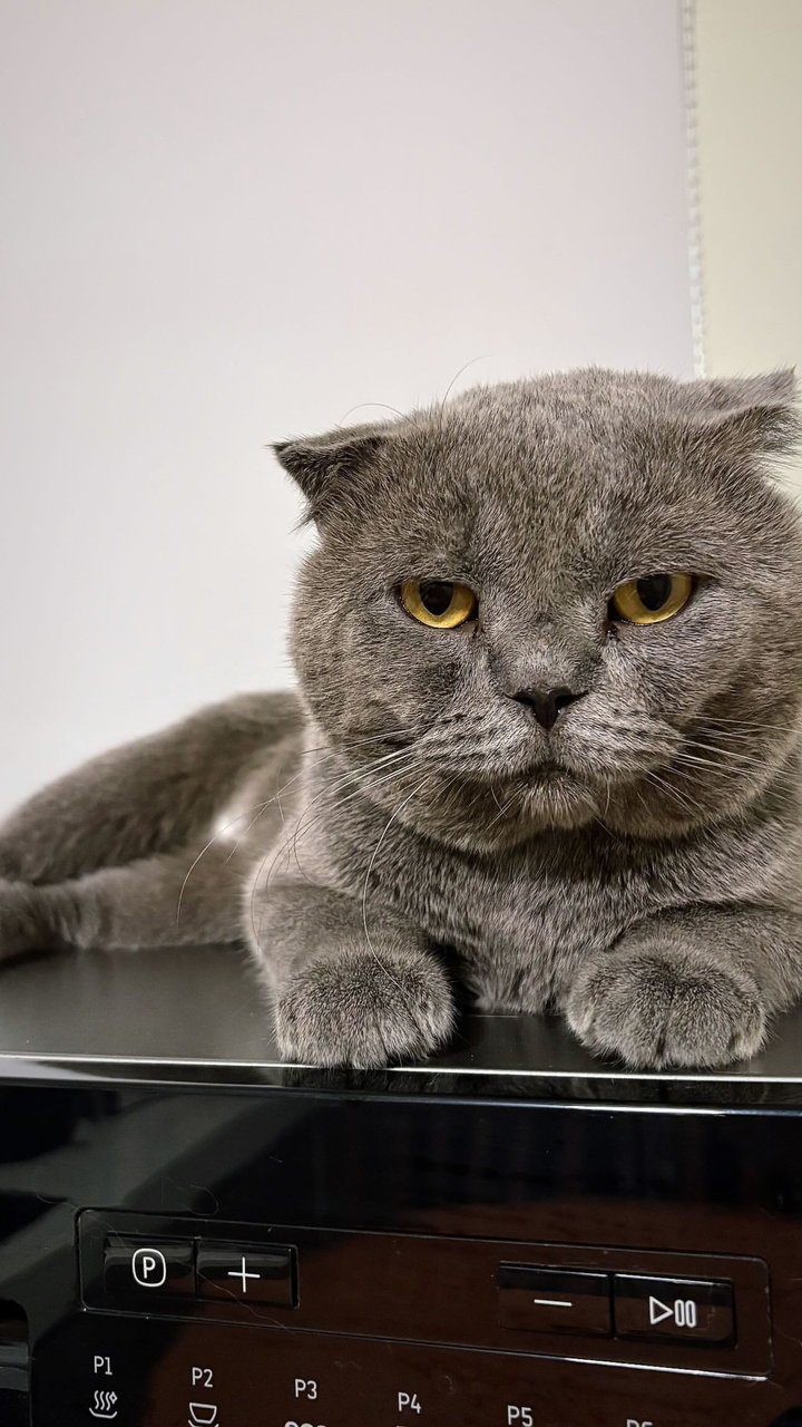 Evolene - Scottish Fold + British Shorthair Cat