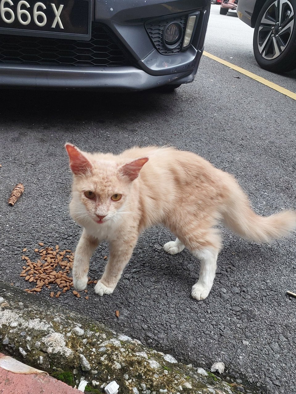 Whiskey  - Domestic Medium Hair Cat