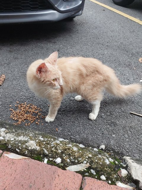 Whiskey  - Domestic Medium Hair Cat