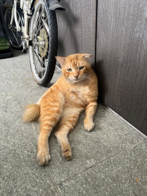 Garfield - Domestic Short Hair Cat