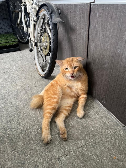 Garfield - Domestic Short Hair Cat