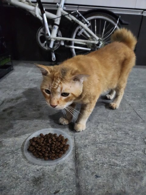 Garfield - Domestic Short Hair Cat