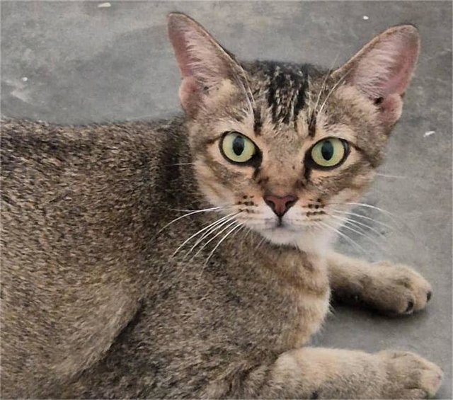 Sango - In Penang  - Domestic Short Hair Cat