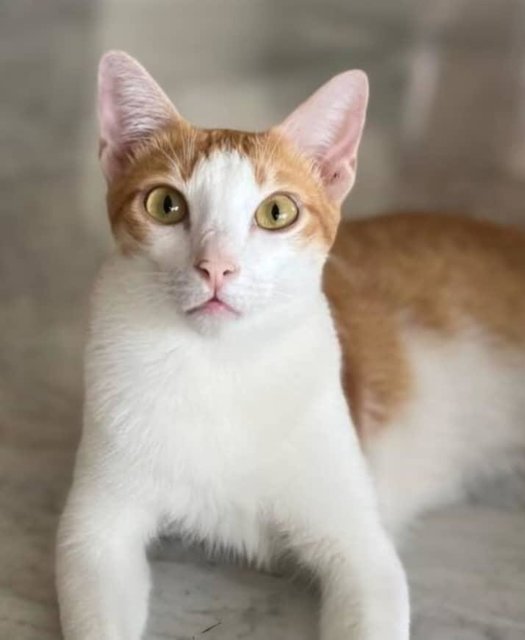 Pommy - In Penang  - Domestic Short Hair Cat