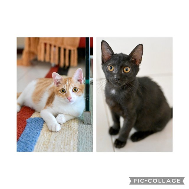 Blackberry &amp; Kumquat - Domestic Short Hair Cat