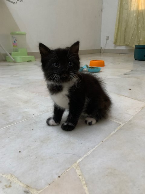 Tuxedo Kittens &amp; Cute Little Angel - Domestic Medium Hair Cat