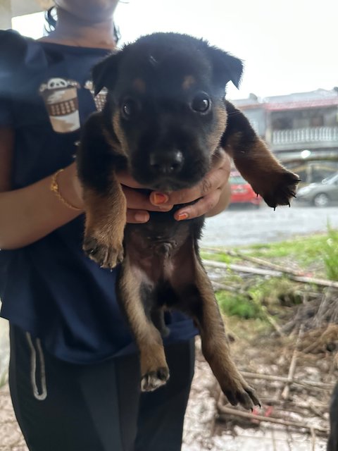 Mixed Breed Puppies For Adoption  - Mixed Breed Dog