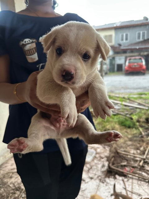 Mixed Breed Puppies For Adoption  - Mixed Breed Dog