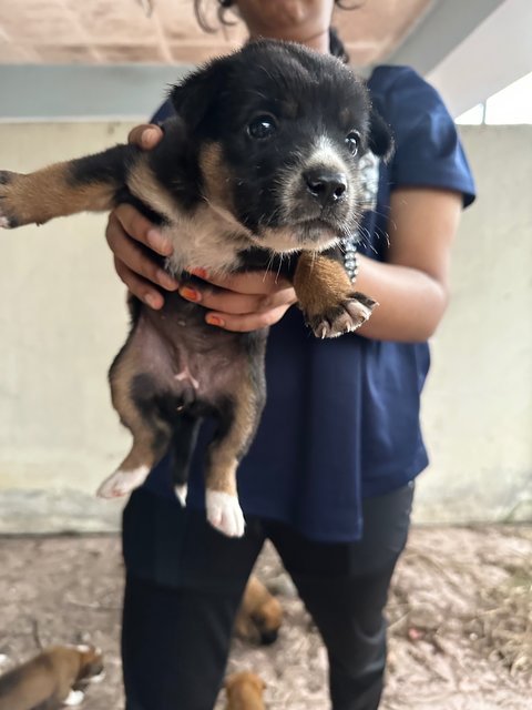 Mixed Breed Puppies For Adoption  - Mixed Breed Dog