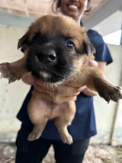 Mixed Breed Puppies For Adoption  - Mixed Breed Dog