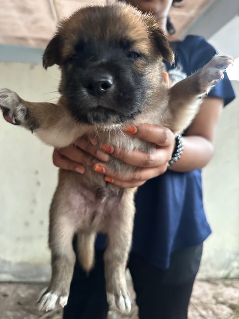 Mixed Breed Puppies For Adoption  - Mixed Breed Dog