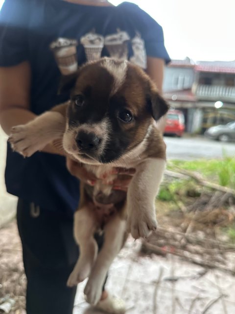 Mixed Breed Puppies For Adoption  - Mixed Breed Dog