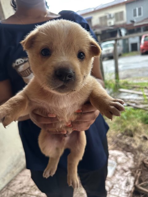 Mixed Breed Puppies For Adoption  - Mixed Breed Dog