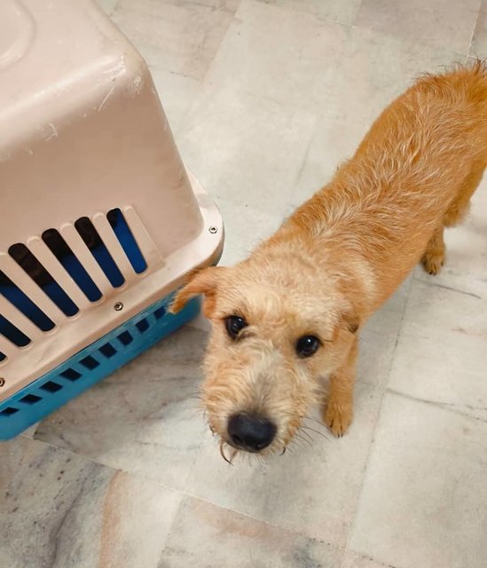 Busan - Terrier Mix Dog